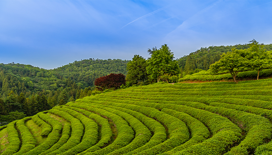 Boseong Tea Fields, South Korea